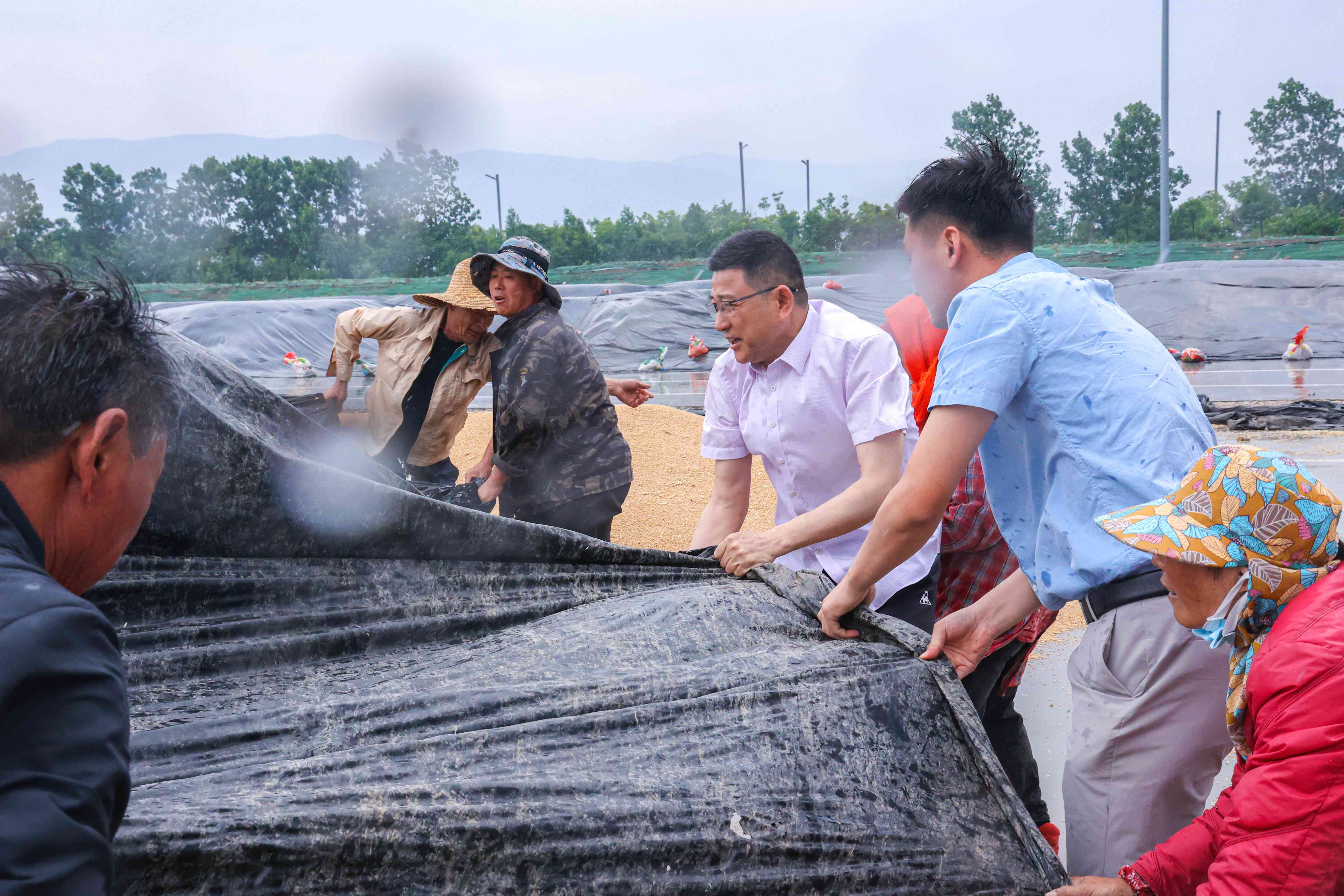20230610 “三夏”龍口奪糧 和大雨“賽跑”(1).jpg