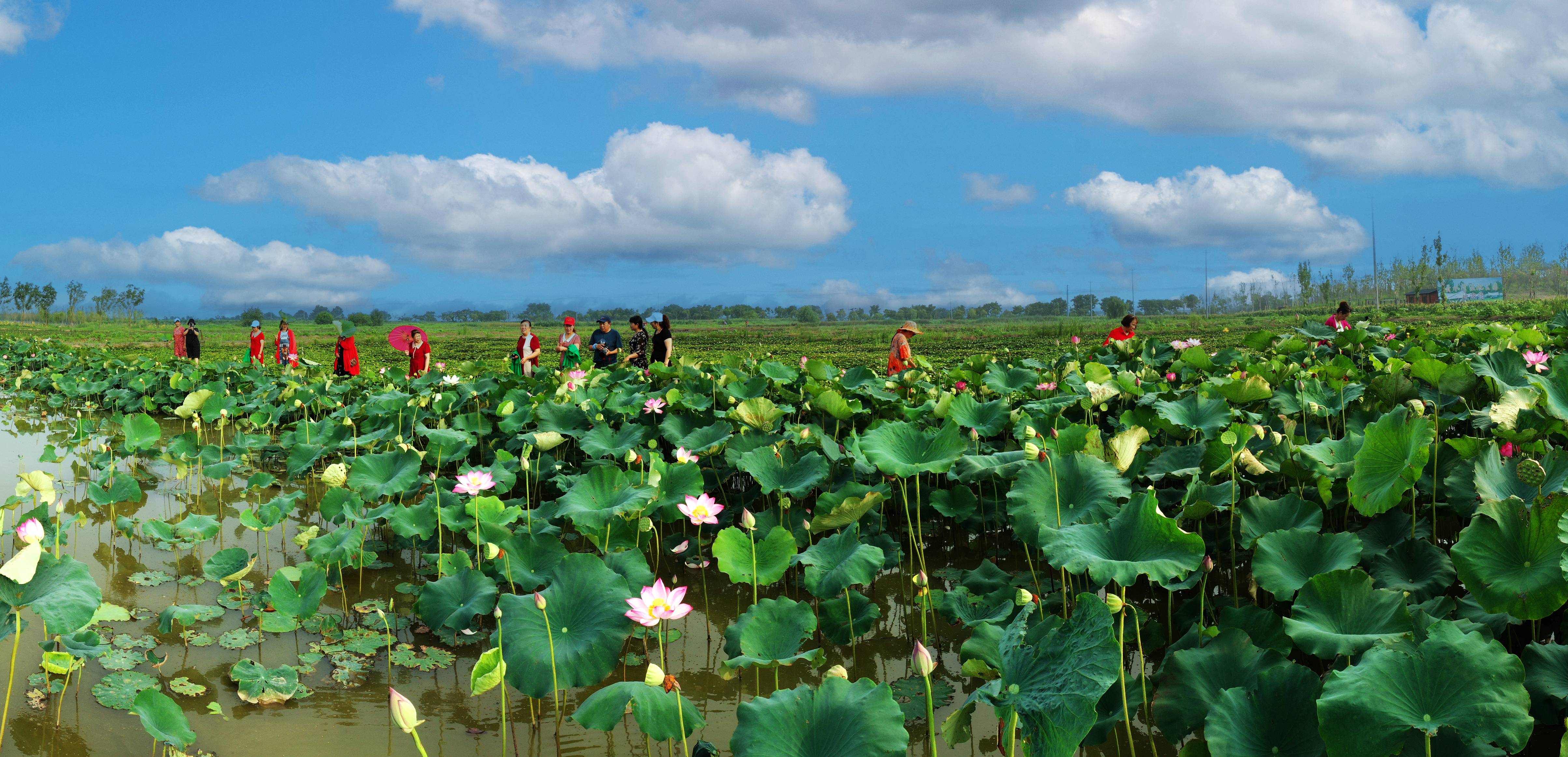 云水灣： 游客為“荷”而來  激活夏日經濟.jpg