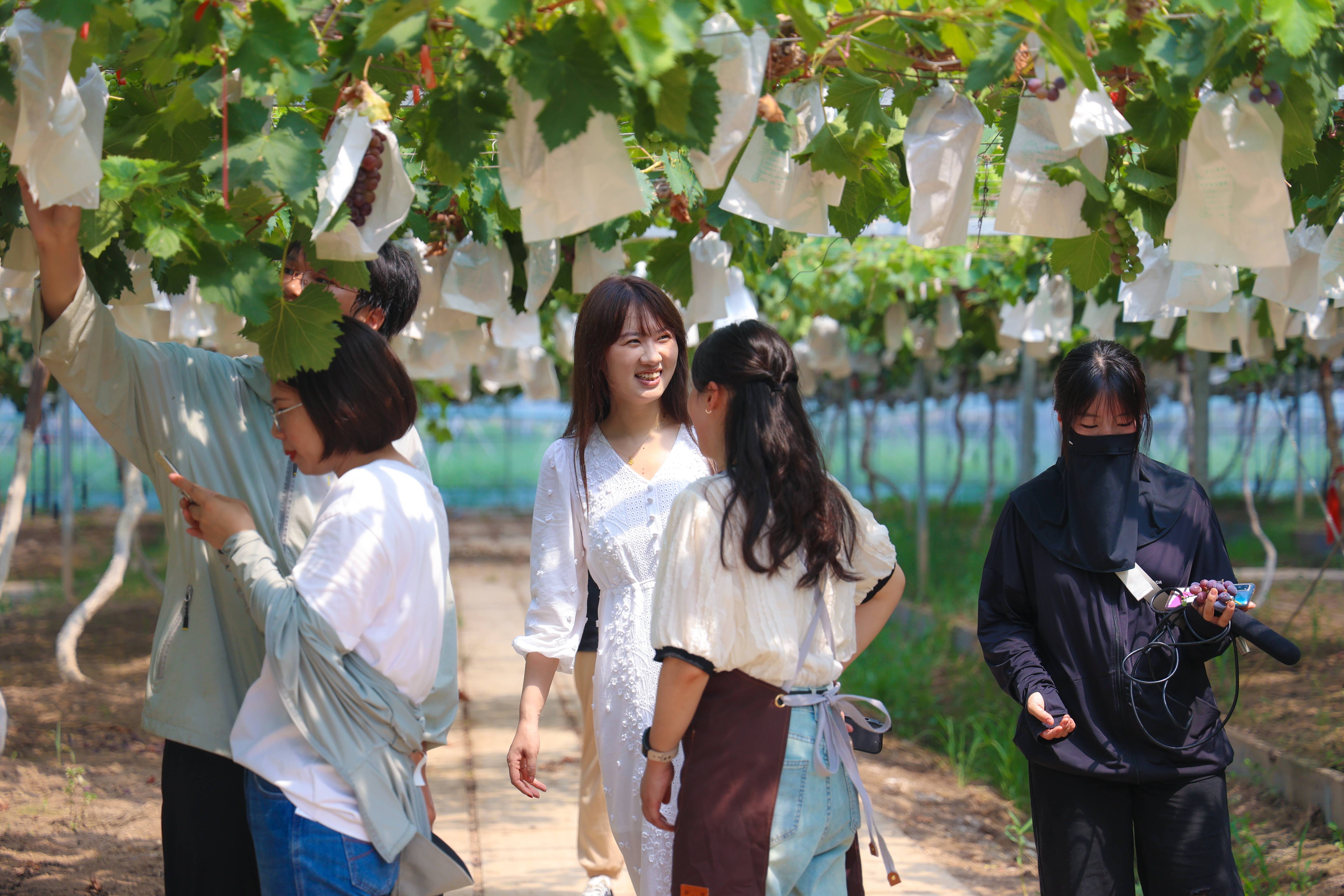 20230808葡萄園里采摘忙 農旅融合產業旺(1).jpg