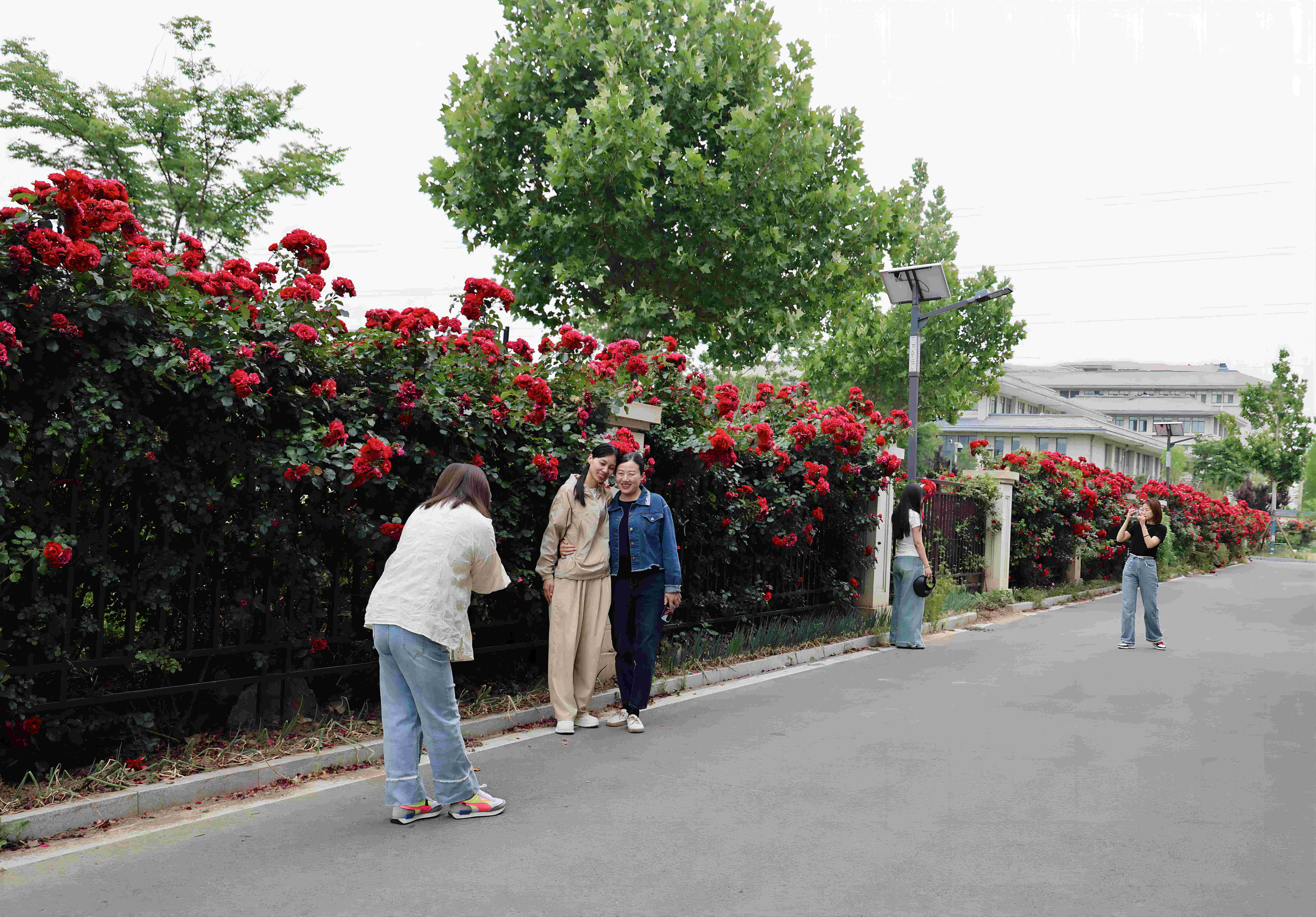 20240530 云臺“月季花墻”吸引居民打卡(1)(1).jpg