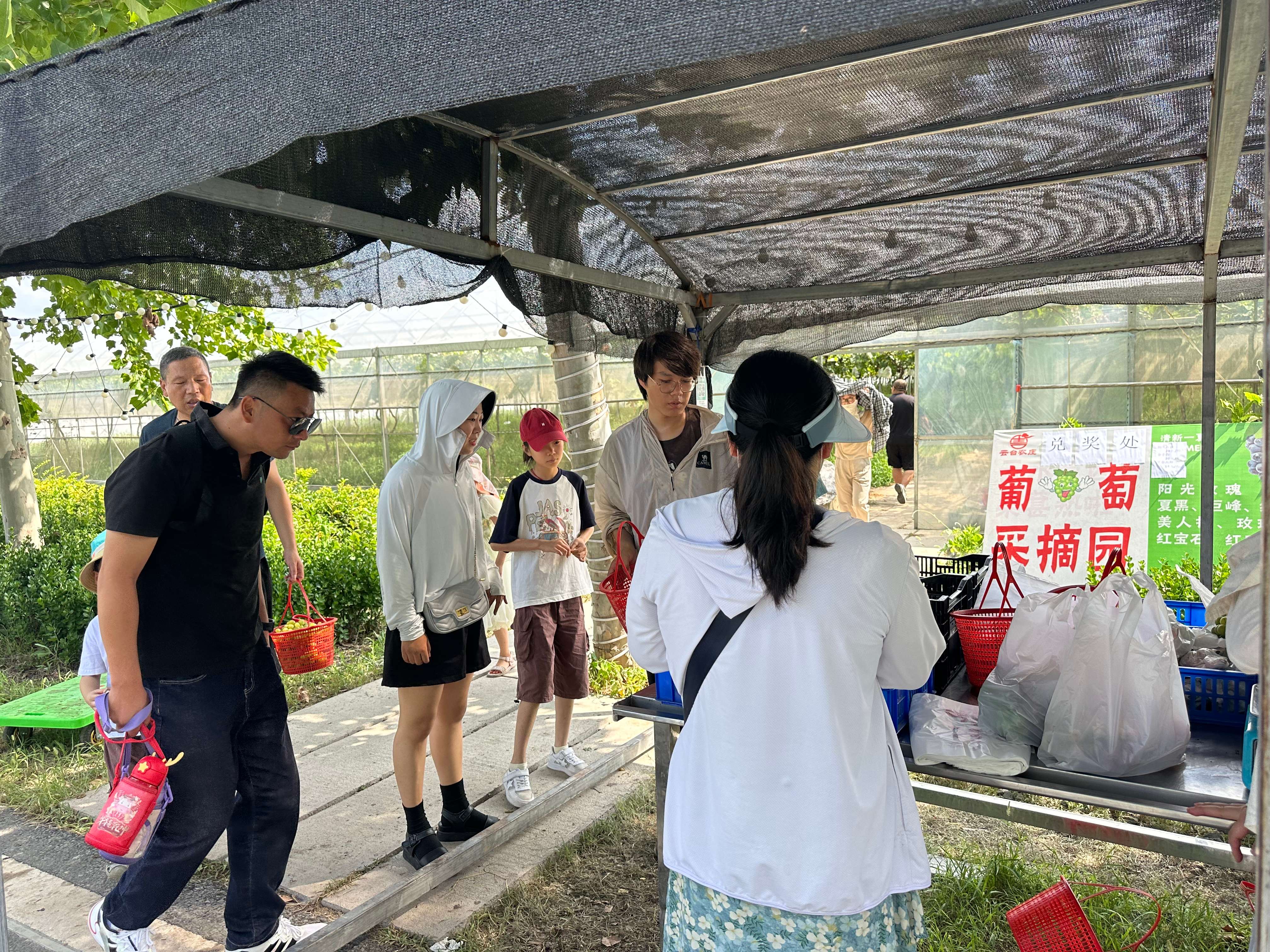 20240826 “萄你喜歡”夏日葡萄采摘活動圓滿結束(1).jpg