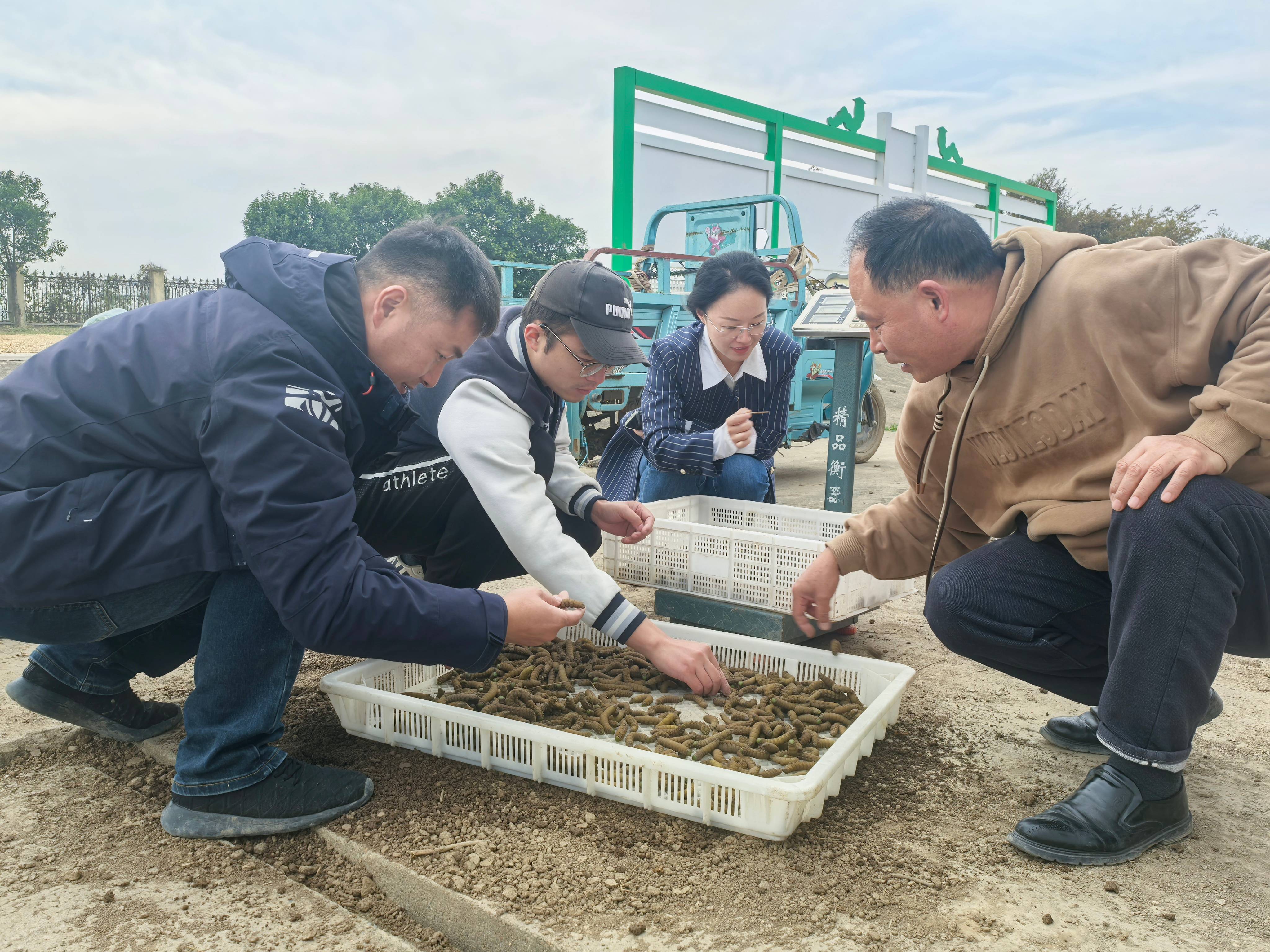 20241025 云臺農場：從豆丹“選美比賽”到“生娃大計”（挑選豆丹種豆）(1).jpg