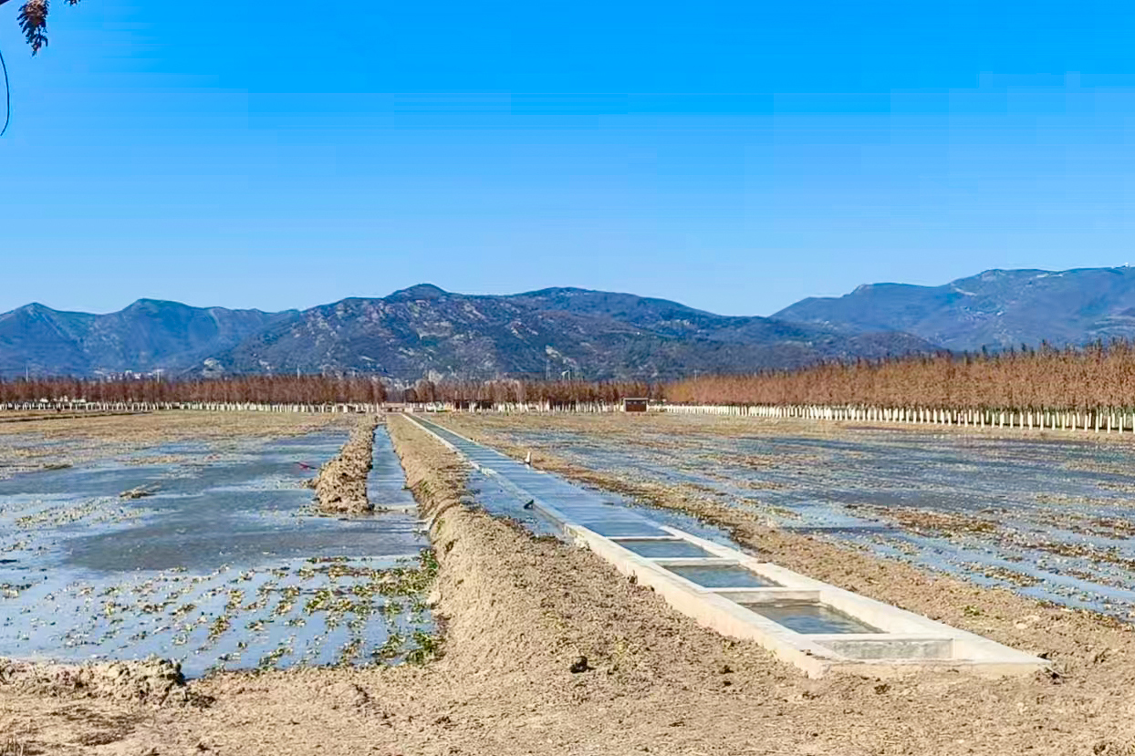 20250206 云臺積極應對低溫天氣，為油菜穿上“防寒衣”.jpg