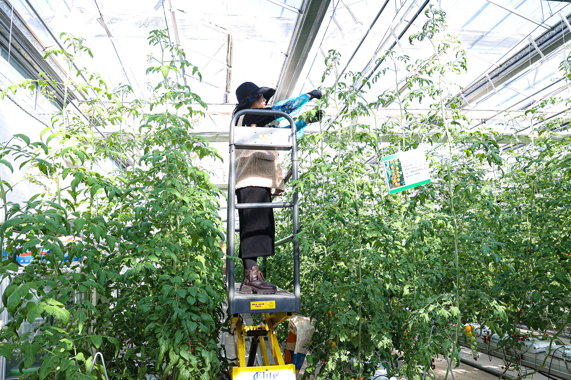 云臺巧繪智慧農業“植物工廠” 豐收畫卷.jpg