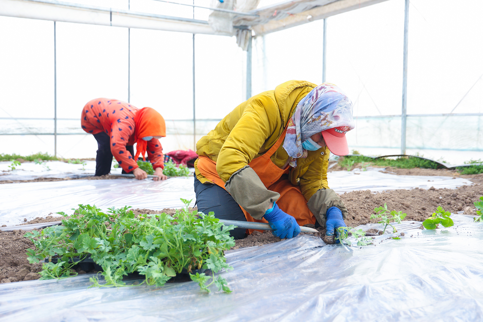 2025021 云臺：開啟西瓜種植季 科技大棚孕育甜蜜果實（1）.JPG