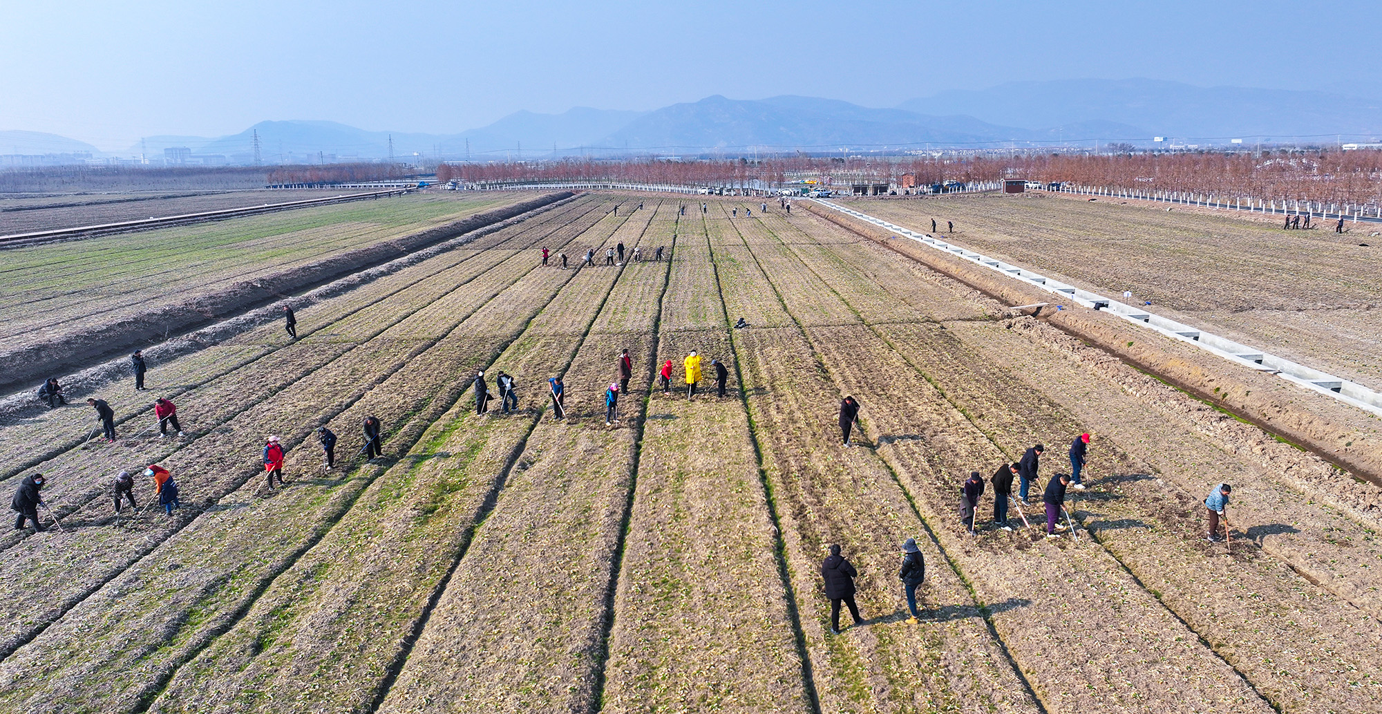 20250226 云臺：春回大地 油菜田管護正當時 (1).JPG