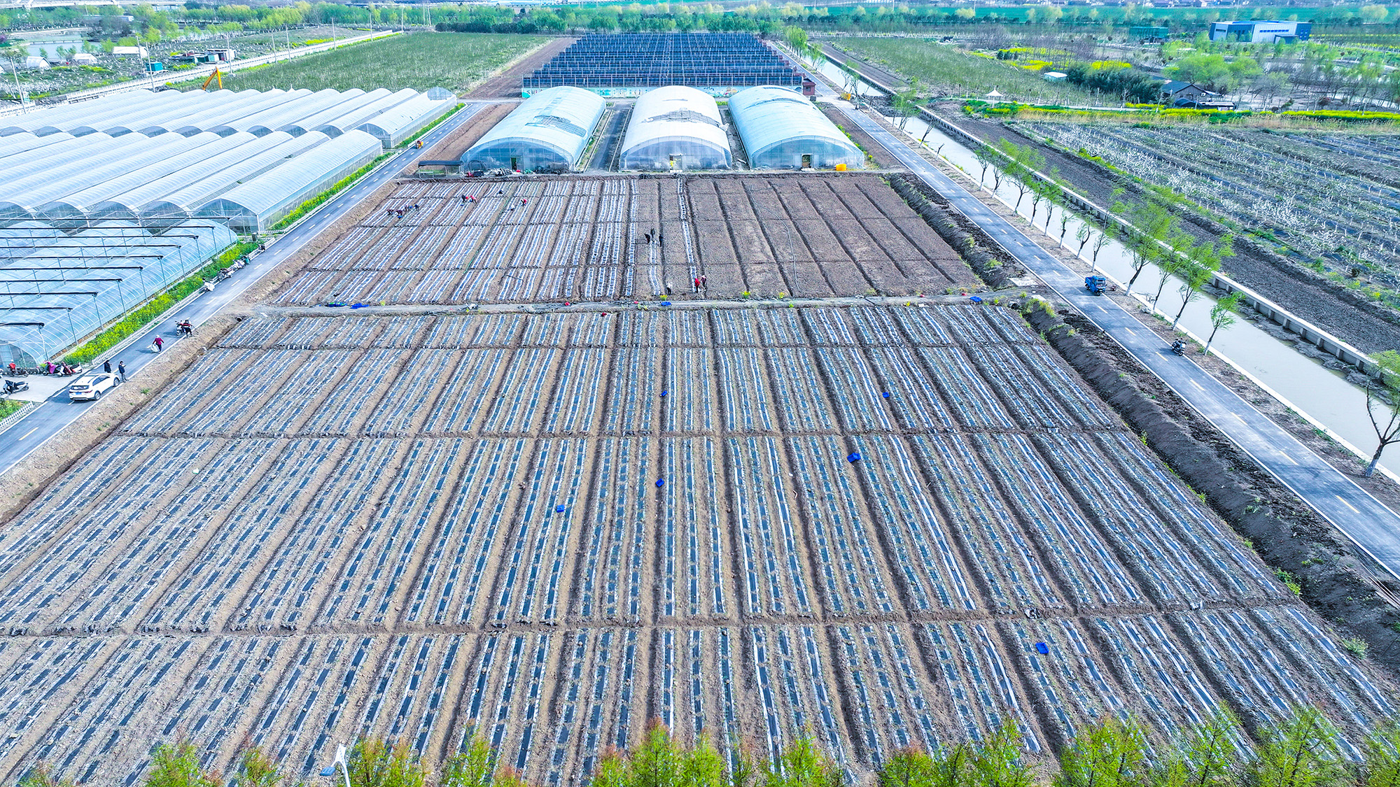 20250408 云水灣濕地公園搶抓農時 15畝甜糯玉米開啟春日播種 (2).JPG