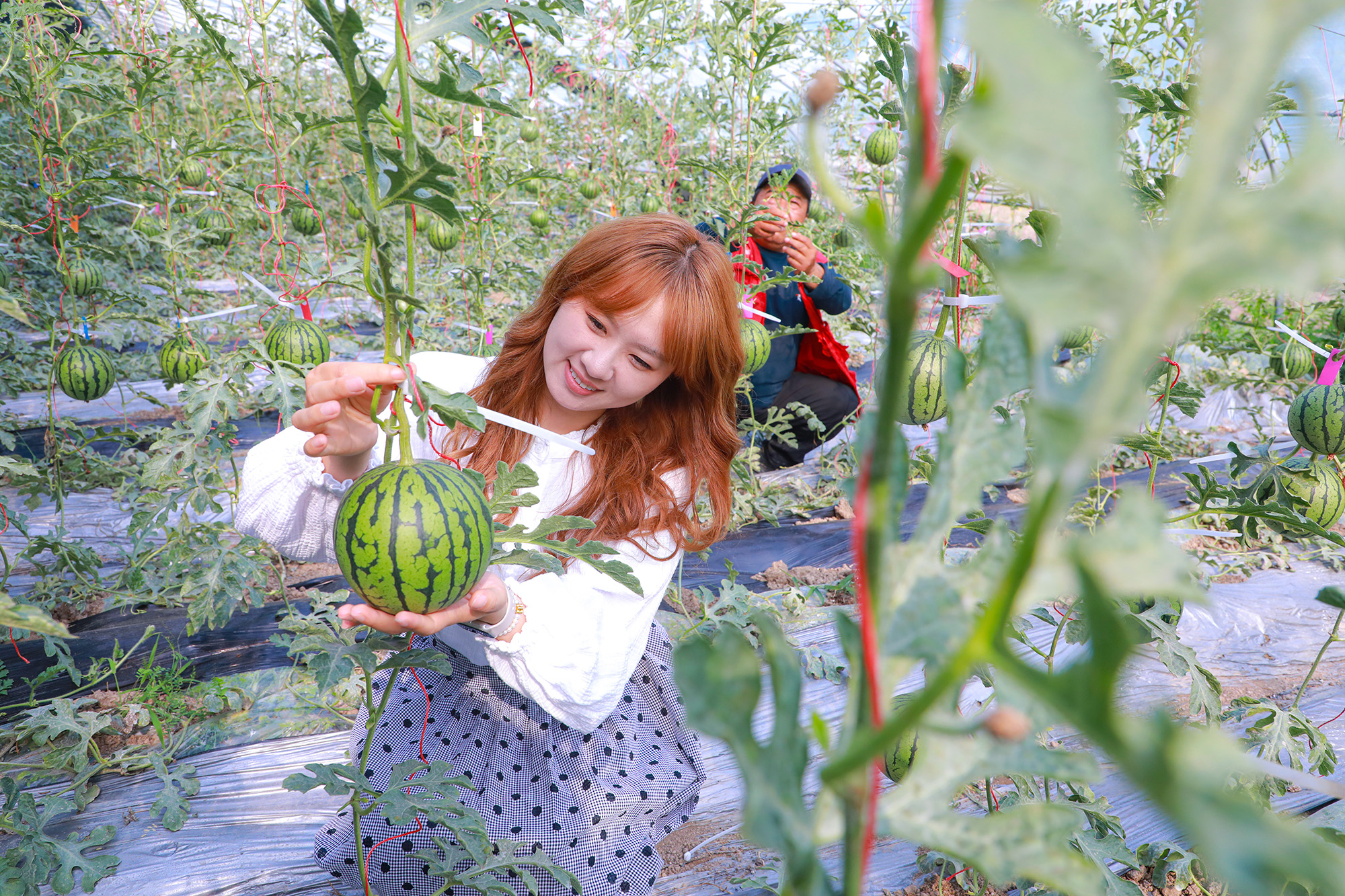 20250512 云臺：“吊瓜”變“金”瓜 致富“頂呱呱” (3).JPG