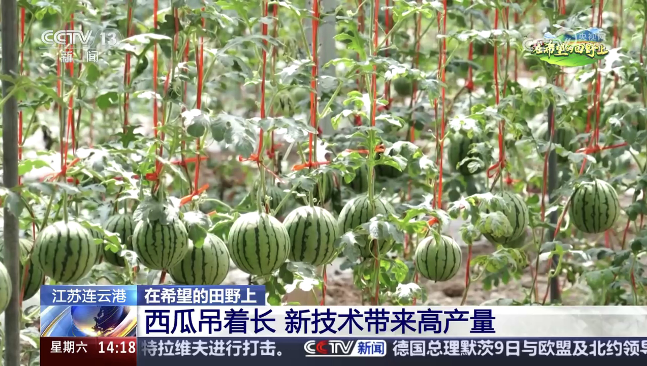 20250519 西瓜為什么是“掛”著長的？揭秘云臺農場的黑科技種植 (3).jpg